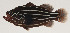  ( - AUST-467)  @11 [ ] CreativeCommons  Attribution Non-Commercial (by-nc) (2013) Unspecified Smithsonian Institution National Museum of Natural History
