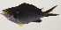 ( - AUST-294)  @11 [ ] CreativeCommons  Attribution Non-Commercial (by-nc) (2013) Unspecified Smithsonian Institution National Museum of Natural History