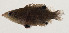  (Wetmorella albofasciata - AUST-234)  @11 [ ] CreativeCommons  Attribution Non-Commercial (by-nc) (2013) Unspecified Smithsonian Institution National Museum of Natural History