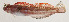  ( - AUST-401)  @11 [ ] CreativeCommons  Attribution Non-Commercial (by-nc) (2013) Unspecified Smithsonian Institution National Museum of Natural History
