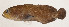  ( - AUST-431)  @11 [ ] CreativeCommons  Attribution Non-Commercial (by-nc) (2013) Unspecified Smithsonian Institution National Museum of Natural History