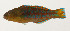  ( - AUST-527)  @11 [ ] CreativeCommons  Attribution Non-Commercial (by-nc) (2013) Unspecified Smithsonian Institution National Museum of Natural History