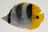  ( - AUST-282)  @11 [ ] CreativeCommons  Attribution Non-Commercial (by-nc) (2013) Unspecified Smithsonian Institution National Museum of Natural History