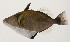  ( - AUST-262)  @11 [ ] CreativeCommons  Attribution Non-Commercial (by-nc) (2013) Unspecified Smithsonian Institution National Museum of Natural History