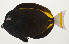  ( - AUST-507)  @11 [ ] CreativeCommons  Attribution Non-Commercial (by-nc) (2013) Unspecified Smithsonian Institution National Museum of Natural History