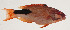  (Bodianus busellatus - AUST-521)  @11 [ ] CreativeCommons  Attribution Non-Commercial (by-nc) (2013) Unspecified Smithsonian Institution National Museum of Natural History