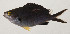  ( - AUST-289)  @11 [ ] CreativeCommons  Attribution Non-Commercial (by-nc) (2013) Unspecified Smithsonian Institution National Museum of Natural History