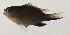  ( - AUST-321)  @11 [ ] CreativeCommons  Attribution Non-Commercial (by-nc) (2013) Unspecified Smithsonian Institution National Museum of Natural History