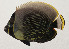  ( - AUST-314)  @11 [ ] CreativeCommons  Attribution Non-Commercial (by-nc) (2013) Unspecified Smithsonian Institution National Museum of Natural History