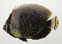  ( - AUST-154)  @11 [ ] CreativeCommons  Attribution Non-Commercial (by-nc) (2013) Unspecified Smithsonian Institution National Museum of Natural History