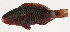  ( - AUST-372)  @11 [ ] CreativeCommons  Attribution Non-Commercial (by-nc) (2013) Unspecified Smithsonian Institution National Museum of Natural History