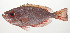  ( - AUST-102)  @11 [ ] CreativeCommons  Attribution Non-Commercial (by-nc) (2013) Unspecified Smithsonian Institution National Museum of Natural History