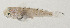  ( - AUST-596)  @11 [ ] CreativeCommons  Attribution Non-Commercial (by-nc) (2013) Unspecified Smithsonian Institution National Museum of Natural History