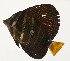  ( - AUST-379)  @11 [ ] CreativeCommons  Attribution Non-Commercial (by-nc) (2013) Unspecified Smithsonian Institution National Museum of Natural History