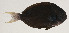  ( - AUST-382)  @11 [ ] CreativeCommons  Attribution Non-Commercial (by-nc) (2013) Unspecified Smithsonian Institution National Museum of Natural History