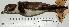  ( - MUSM-Orn-01049)  @11 [ ] Copyright (2014) Unspecified Museo de Historia Natural