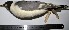  ( - MUSM-Orn-01126)  @11 [ ] Copyright (2014) Unspecified Museo de Historia Natural