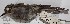  ( - MHNSM MUSM-Orn-12672)  @11 [ ] Copyright (2014) Unspecified Museo de Historia Natural