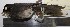  ( - MHNSM MUSM-Orn-12804)  @12 [ ] Copyright (2014) Unspecified Museo de Historia Natural