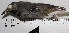  ( - MUSM-Orn-13753)  @11 [ ] Copyright (2014) Unspecified Museo de Historia Natural