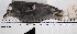  ( - MUSM-Orn-14233)  @11 [ ] Copyright (2014) Unspecified Museo de Historia Natural