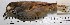  ( - MUSM-Orn-15510)  @11 [ ] Copyright (2014) Unspecified Museo de Historia Natural