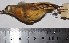  ( - MHNSM MUSM-Orn-15764)  @11 [ ] Copyright (2014) Unspecified Museo de Historia Natural