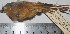  ( - MHNSM MUSM-Orn-15765)  @11 [ ] Copyright (2014) Unspecified Museo de Historia Natural