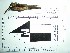  (Phaethornis atrimentalis - MHNSM MUSM-Orn-15795a)  @11 [ ] Copyright (2014) Unspecified Museo de Historia Natural