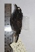  ( - MHNSM MUSM-Orn-15814)  @11 [ ] Copyright (2014) Unspecified Museo de Historia Natural