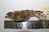  ( - MHNSM MUSM-Orn-15830)  @13 [ ] Copyright (2014) Unspecified Museo de Historia Natural