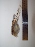  ( - MHNSM MUSM-Orn-15831)  @12 [ ] Copyright (2014) Unspecified Museo de Historia Natural