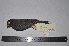  (Ampelion rubrocristatus - MHNSM MUSM-Orn-16730)  @11 [ ] Copyright (2014) Unspecified Museo de Historia Natural