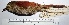  (Cranioleuca marcapatae - MUSM-Orn-18855)  @11 [ ] Copyright (2014) Unspecified Museo de Historia Natural