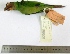  ( - MUSM-Orn-19176)  @11 [ ] Copyright (2014) Unspecified Museo de Historia Natural