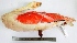  ( - MUSM-Orn-21890)  @11 [ ] Copyright (2014) Unspecified Museo de Historia Natural