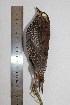  (Chamaeza mollissima - MHNSM MUSM-Orn-28810)  @11 [ ] Copyright (2014) Unspecified Museo de Historia Natural