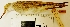  ( - MUSM-Orn-00343)  @11 [ ] CreativeCommons - Attribution Non-Commercial Share-Alike (2017) Unspecified Universidad Nacional Mayor de San Marcos, Museo de Historia Natural