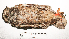  ( - MUSM-Orn-00403)  @11 [ ] CreativeCommons - Attribution Non-Commercial Share-Alike (2017) Unspecified Universidad Nacional Mayor de San Marcos, Museo de Historia Natural