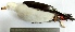  (Larus belcheri - MUSM-Orn-00523)  @11 [ ] CreativeCommons - Attribution Non-Commercial Share-Alike (2017) Unspecified Universidad Nacional Mayor de San Marcos, Museo de Historia Natural