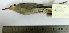  ( - MUSM-Orn-00530)  @11 [ ] CreativeCommons - Attribution Non-Commercial Share-Alike (2017) Unspecified Universidad Nacional Mayor de San Marcos, Museo de Historia Natural