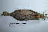 ( - MUSM-Orn-00575)  @11 [ ] CreativeCommons - Attribution Non-Commercial Share-Alike (2017) Unspecified Universidad Nacional Mayor de San Marcos, Museo de Historia Natural