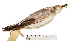 ( - MUSM-Orn-00593)  @11 [ ] CreativeCommons - Attribution Non-Commercial Share-Alike (2017) Unspecified Universidad Nacional Mayor de San Marcos, Museo de Historia Natural