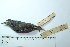  ( - MUSM-Orn-00822)  @11 [ ] CreativeCommons - Attribution Non-Commercial Share-Alike (2017) Unspecified Universidad Nacional Mayor de San Marcos, Museo de Historia Natural