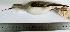  ( - MUSM-Orn-01085)  @11 [ ] CreativeCommons - Attribution Non-Commercial Share-Alike (2017) Unspecified Universidad Nacional Mayor de San Marcos, Museo de Historia Natural