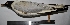  ( - MUSM-Orn-01129)  @11 [ ] CreativeCommons - Attribution Non-Commercial Share-Alike (2017) Unspecified Universidad Nacional Mayor de San Marcos, Museo de Historia Natural