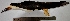  ( - MUSM-Orn-01406)  @11 [ ] CreativeCommons - Attribution Non-Commercial Share-Alike (2017) Unspecified Universidad Nacional Mayor de San Marcos, Museo de Historia Natural