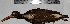  ( - MUSM-Orn-01415)  @11 [ ] CreativeCommons - Attribution Non-Commercial Share-Alike (2017) Unspecified Universidad Nacional Mayor de San Marcos, Museo de Historia Natural