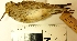  ( - MUSM-Orn-01508a)  @11 [ ] CreativeCommons - Attribution Non-Commercial Share-Alike (2017) Unspecified Universidad Nacional Mayor de San Marcos, Museo de Historia Natural