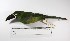  ( - MUSM-Orn-01824)  @11 [ ] CreativeCommons - Attribution Non-Commercial Share-Alike (2017) Unspecified Universidad Nacional Mayor de San Marcos, Museo de Historia Natural